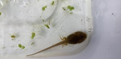 ATW Reception News – Caterpillars, comparing numbers and froglets